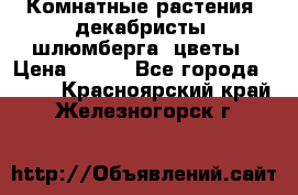 Комнатные растения, декабристы (шлюмберга) цветы › Цена ­ 300 - Все города  »    . Красноярский край,Железногорск г.